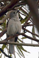 Grey Shrike-thrush (shrikethrush, Colluricincla harmonica), male singing in a tree, Belair National Park, South Australia.