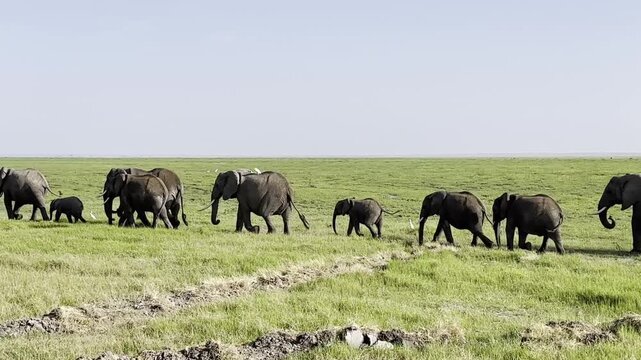 Elephant herd walking across open grassland in daylight