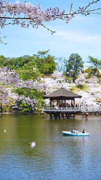 [Vertical video] Cherry blossom petals falling at Ukimido pavilion and Sagi-ike pond, Nara Park