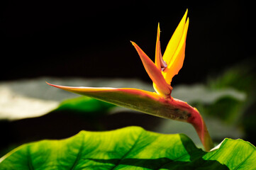 The bird of paradise flower 