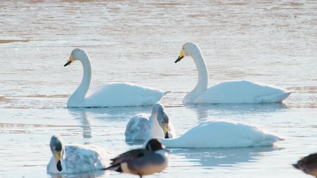 水の中のエサを探す白鳥
