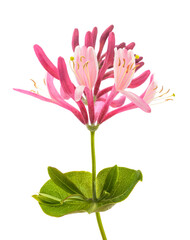 Red  honeysuckle  flower