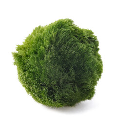 Moss ball