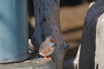 squirrel in the snow