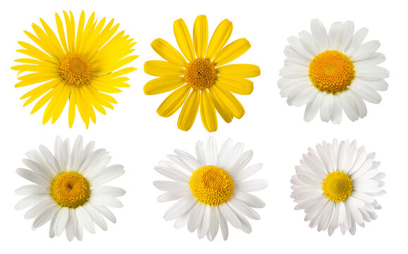 Daisies group