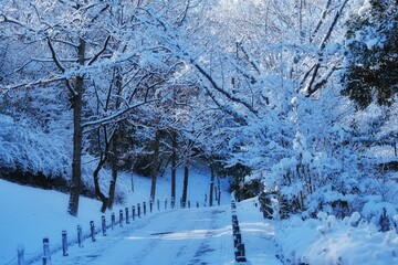snow covered trees