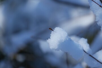 snow covered tree