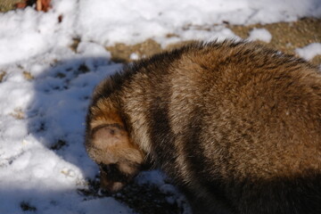 european otter lutra