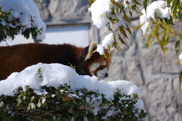 レッサーパンダ