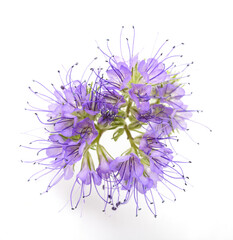 lacy phacelia, blue tansy