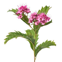  Spiraea flowers