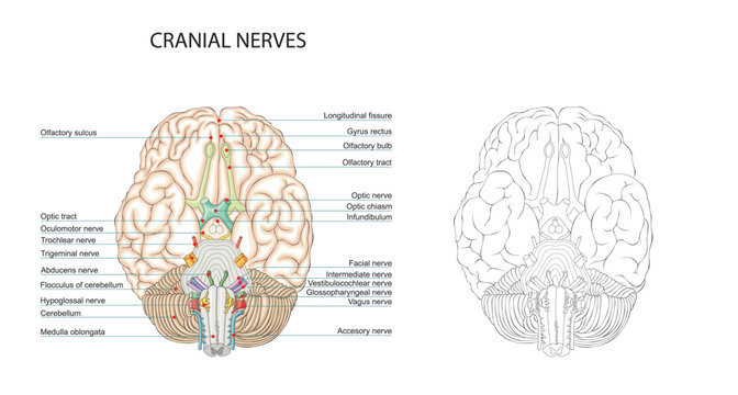 Cranial nerves labeled anatomy illustration, inferior view of human brain with optic chiasm and brainstem