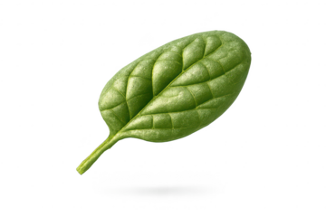 Isolated spinach leaf on a transparent background studio close-up view