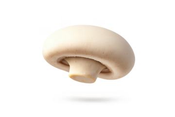 Mushroom on a transparent background with realistic studio lighting.
