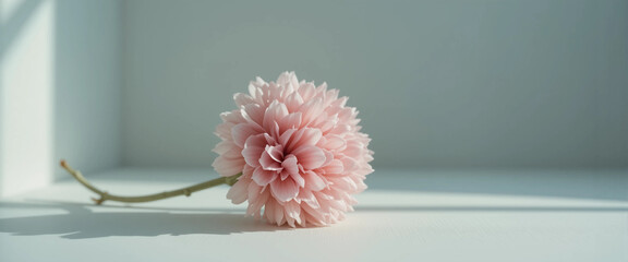 Single Pale Pink Flower Lying on Bright Minimal Surface in Soft Sunlight