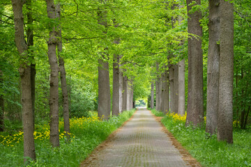 Obraz premium scenic view of woodland path through a vibrant green oak forest