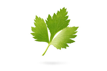 Fototapeta premium Fresh parsley leaf on transparent background for graphic design projects.