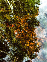 Golden ginkgo leaves floating on a rain puddle, capturing the quiet beauty of autumn and the reflection of seasonal change. High quality photo