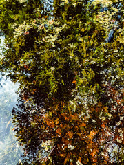 Autumn stream with mossy rocks and foliage reflection. High quality photo