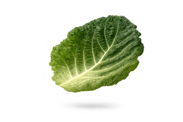 Beautiful Leaf Close-Up with transparent background for Creative Projects.