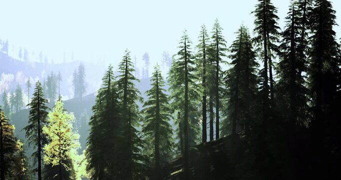Tall pine trees stand majestically in a tranquil forest during early morning. The soft light filters through the branches, illuminating the rich green foliage and creating a peaceful atmosphere.