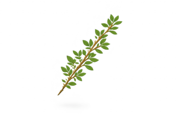 Leafy Green Branch, Foliage Twig on a transparent background art work.