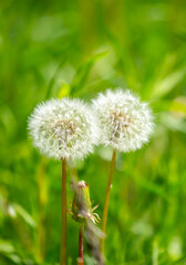 Fototapeta premium Dandelion close-up on a spring meadow. Dandelion seeds in the sunlight blowing away across a fresh green morning background