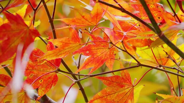 Japanese Maple Leaves Changing Colors in Early Autumn &ndash; Subtle Transition of the Seasons
