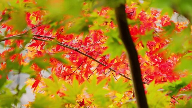 Japanese Maple Leaves Changing Colors in Early Autumn &ndash; Subtle Transition of the Seasons
