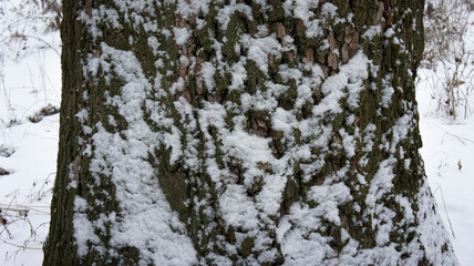 Obraz premium Close-up of tree bark covered in snow and frost in winter