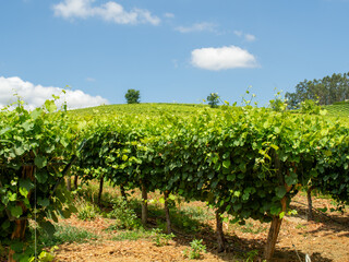 A wonderful view of a vineyard on a sunny day