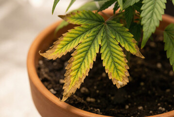 Cannabis plant leaf showing signs of nutrient deficiency and browning edges