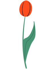 Red tulip flower. Spring hand drawn element. Flat vector pattern.