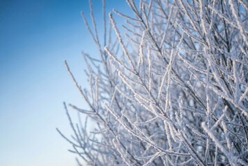 Obraz premium Delicate frost crystals adorn bare tree branches against a clear winter sky