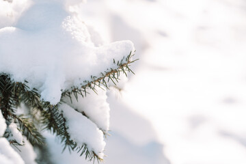 Snowy spruce branch closeup with copy space. High quality photo