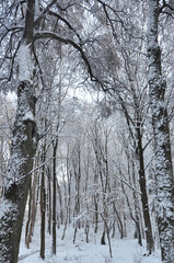 Snow covered trees in the winter forest.