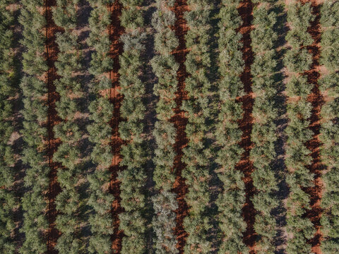 Aerial view of neatly organized olive trees casting subtle shadows on the reddish-brown soil, creating a textured pattern across the landscape, Rovinj, Istria County, Croatia.