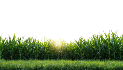 Lush field of green plants with bright sun peeking through the middle, with a black background