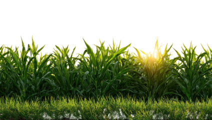 Lush green field of tall, grassy plants with a sunlit background and a dark, empty sky