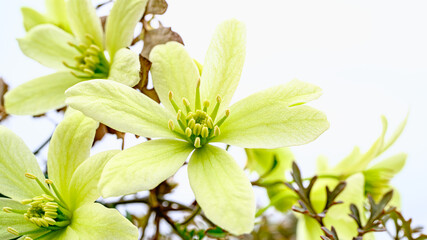 クレチマスの花のアップ