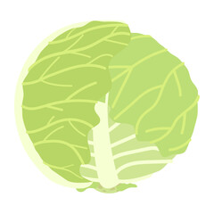 春キャベツのイラスト