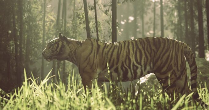 A tiger strolls gracefully amidst tall bamboo grass, illuminated by golden rays of sunlight filtering through the trees, showcasing its vibrant fur and powerful presence in nature.
