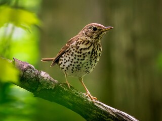 Song Thrush Perched on branch, close up. Song Thrush or Turdus philomelos bird in green summer forest background. Song bird in natural habitat