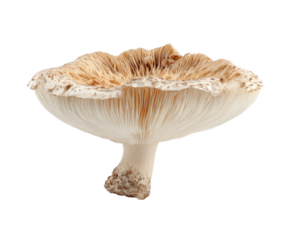 Detailed, isolated image of a tan mushroom, showcasing underside gills