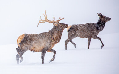 Obraz premium A deer in the mountains in winter with falling snow. Close-up of red deer against a snowy backdrop. Winter Christmas landscape with wild animals.