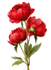 Three vivid red peony blooms with green stems and leaves against a black background