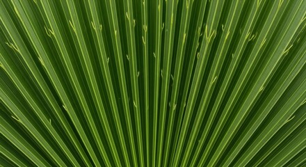 Vibrant green palm frond with long slender leaves and yellow edges