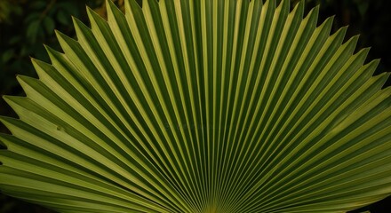 Vibrant green palm leaf with sharp fronds against dark background