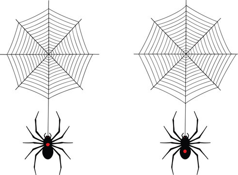 Black widow spider hanging from a symmetrical cobweb vector set with red spot detail for Halloween decoration spooky nature and arachnid fear concepts
