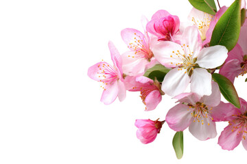 Obraz premium Cherry blossom flowers clipart PNG, pink and white sakura branch illustration, spring floral design for wedding invites isolated on Transparent Background